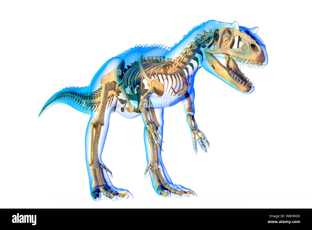 La structure du squelette de dinosaure Allosaurus, illustration. Allosaurs vécu 155-150 millions d'années durant le Jurassique tardif. Banque D'Images