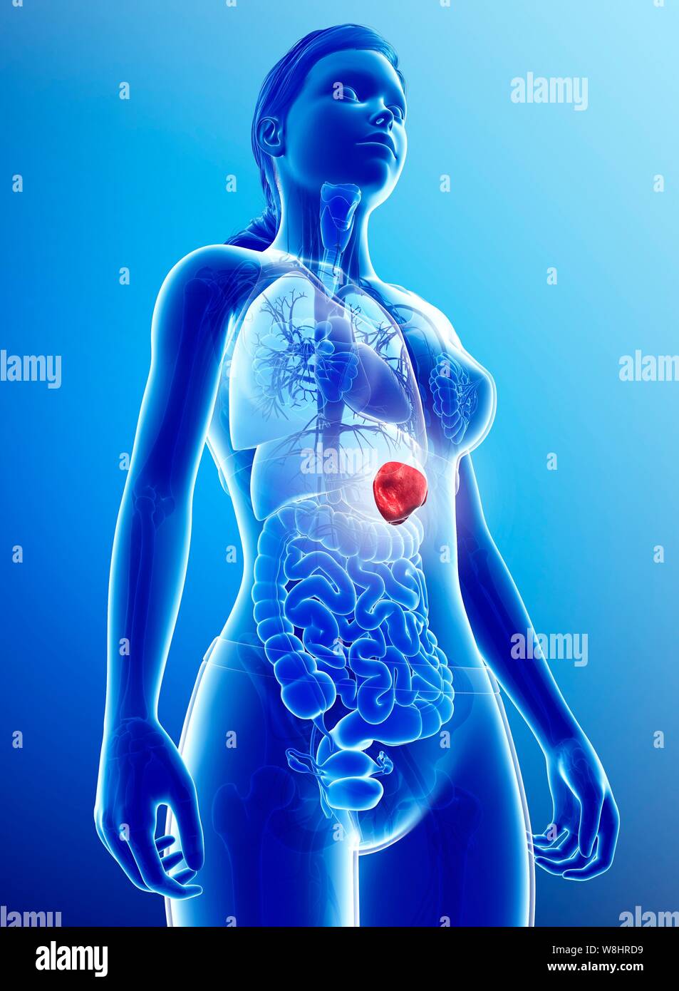 Illustration de la rate. Banque D'Images