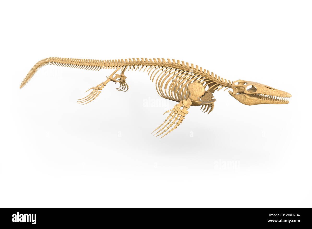 La structure squelettique Mosasaurus, illustration. Ces lézards marine a vécu au Crétacé, à propos de millions d'années. debarker Banque D'Images