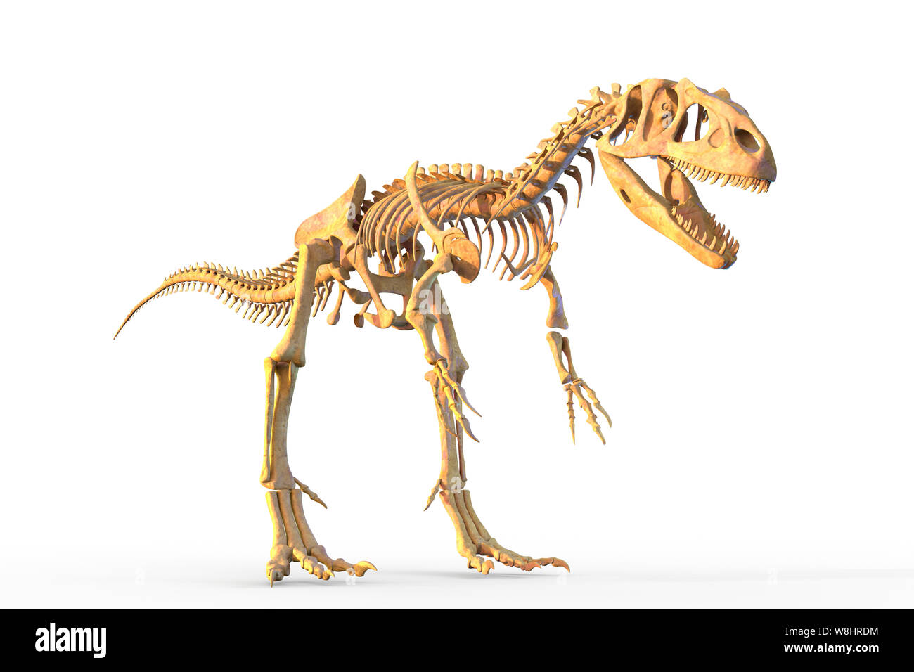 Squelette de dinosaure Allosaurus, illustration. Allosaurs vécu 155-150 millions d'années durant le Jurassique tardif. Banque D'Images