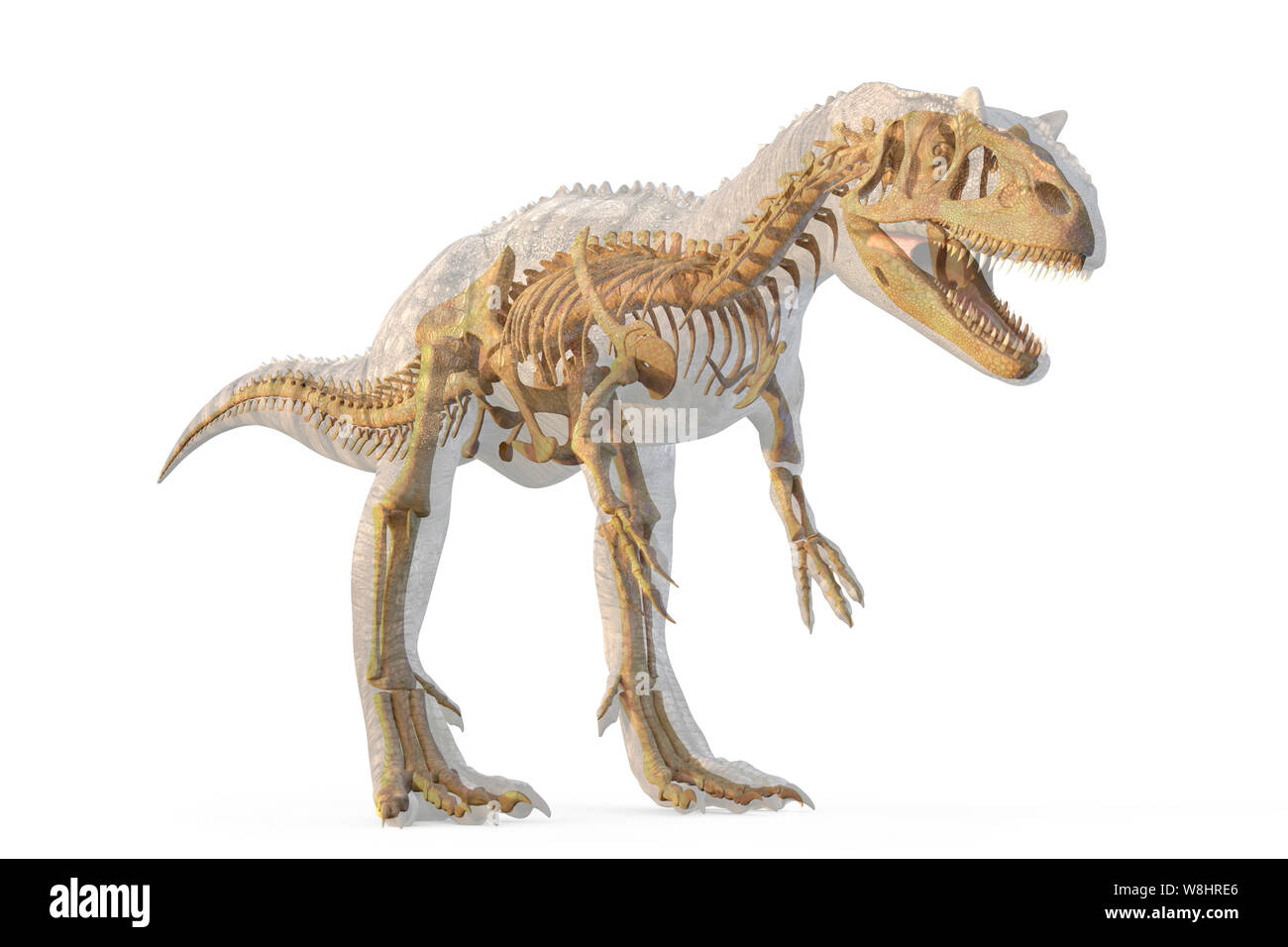 L'Allosaurus structure du squelette, de l'illustration. Allosaurs vécu 155-150 millions d'années durant le Jurassique tardif. Banque D'Images