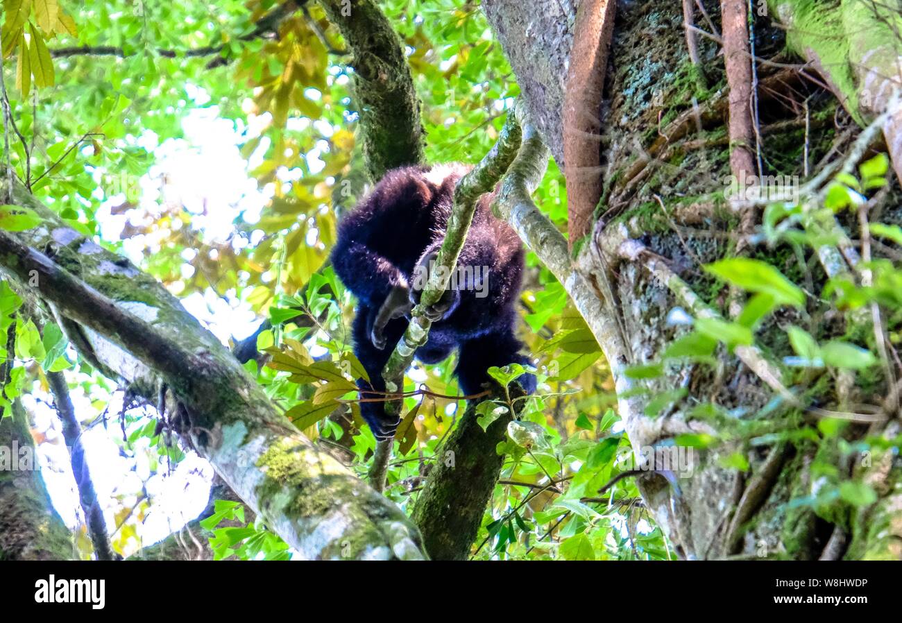 Photo en petit angle d'un singe marchant sur une branche avec un arrière-plan naturel flou Banque D'Images