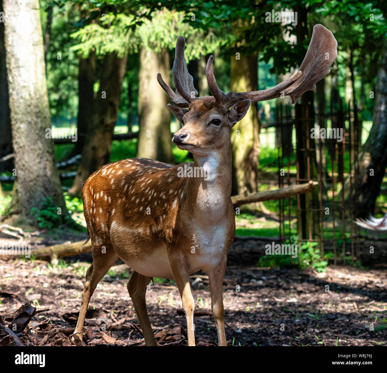 Chevreuil, Capreolus capreolus. À l'exception de l'Europe centrale et de son vit principalement en Allemagne, France, Royaume-Uni, Espagne, Italie, Russie et au Benelux c Banque D'Images