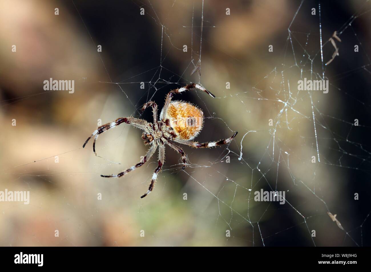 Golden Orb Weaver pas Winci Inci de près la faune australienne d'Araignée Banque D'Images