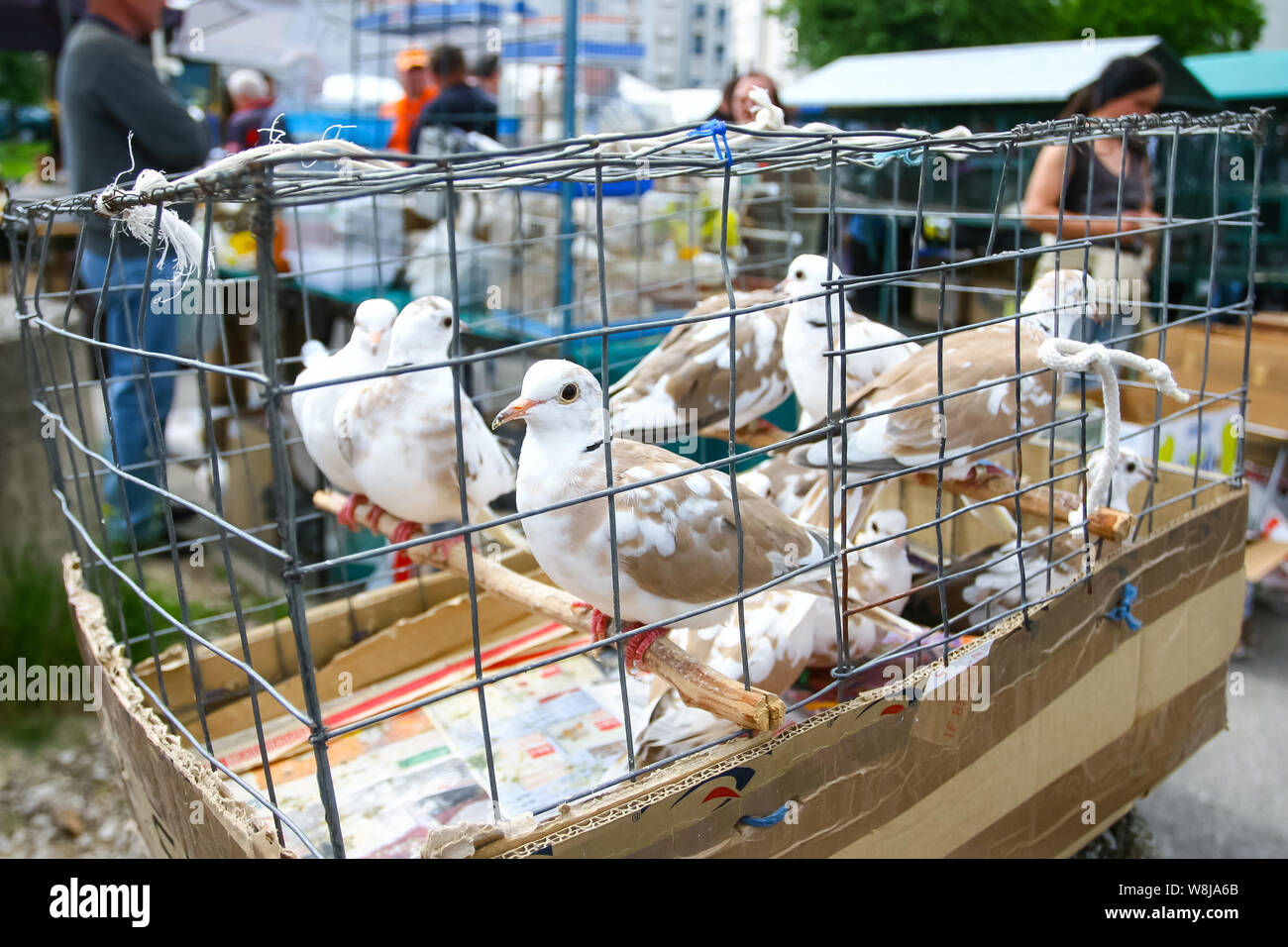 Grand groupe de blanc,brun les pigeons dans une cage sur le marché prête à la vente. Banque D'Images