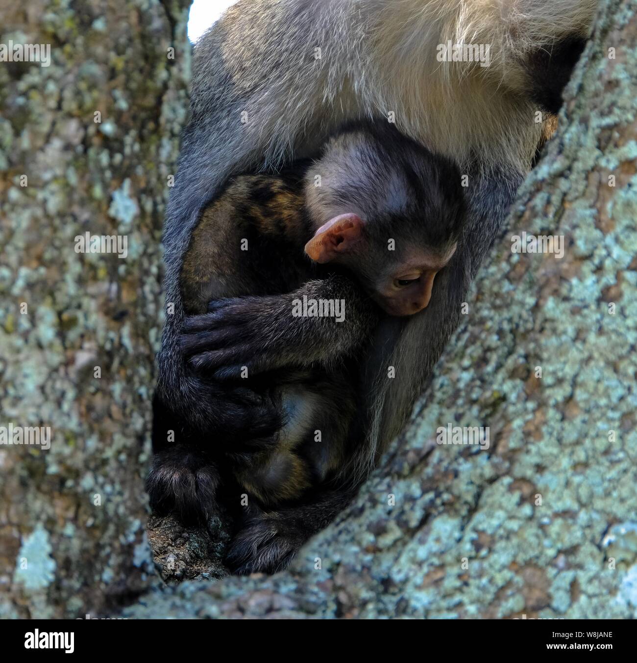Photo verticale d'un bébé singe près de sa mère assise sur un arbre Banque D'Images