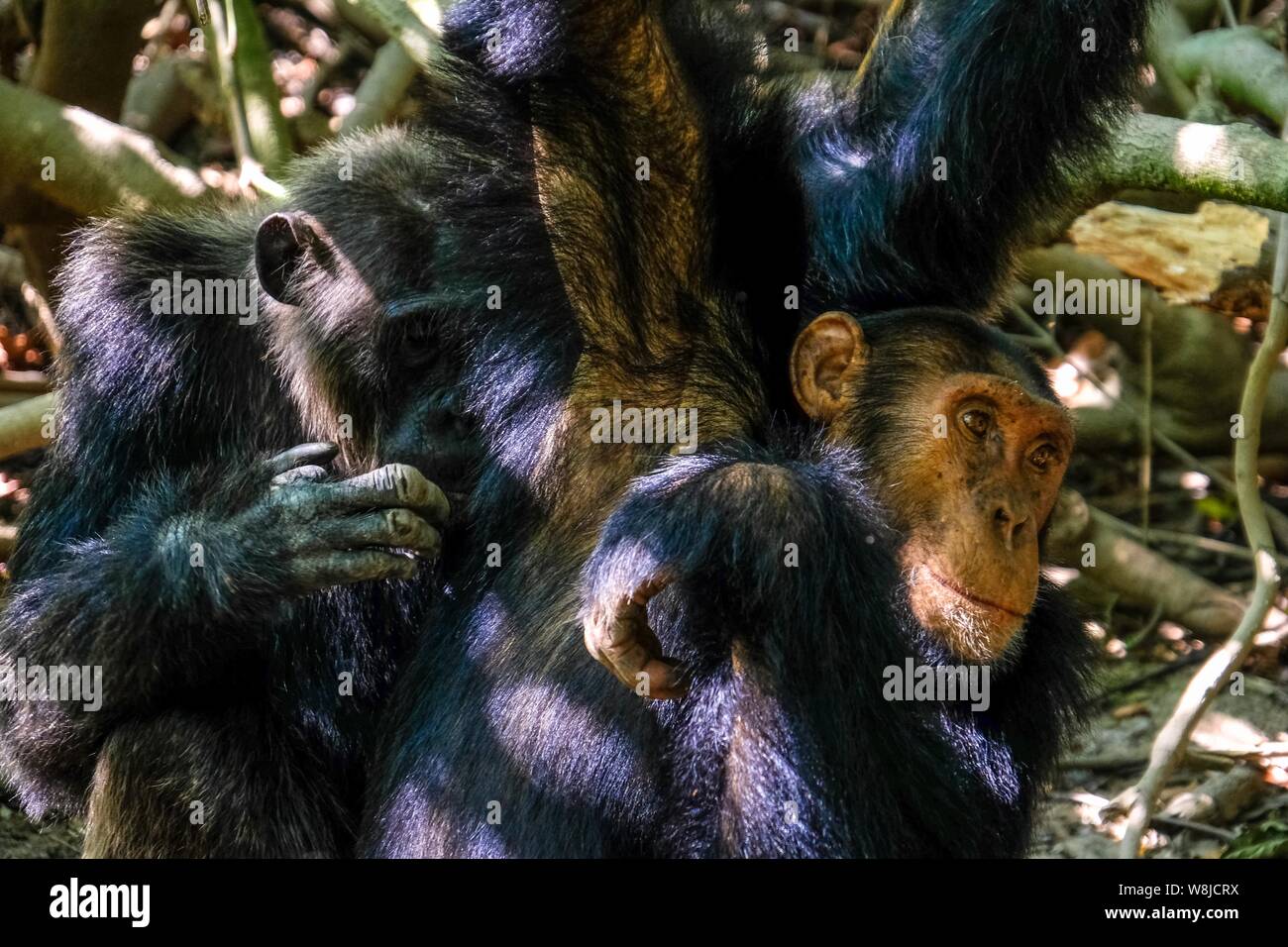 Gros plan d'un deux chimpanzés l'un à proximité de l'autre avec un arrière-plan naturel flou Banque D'Images