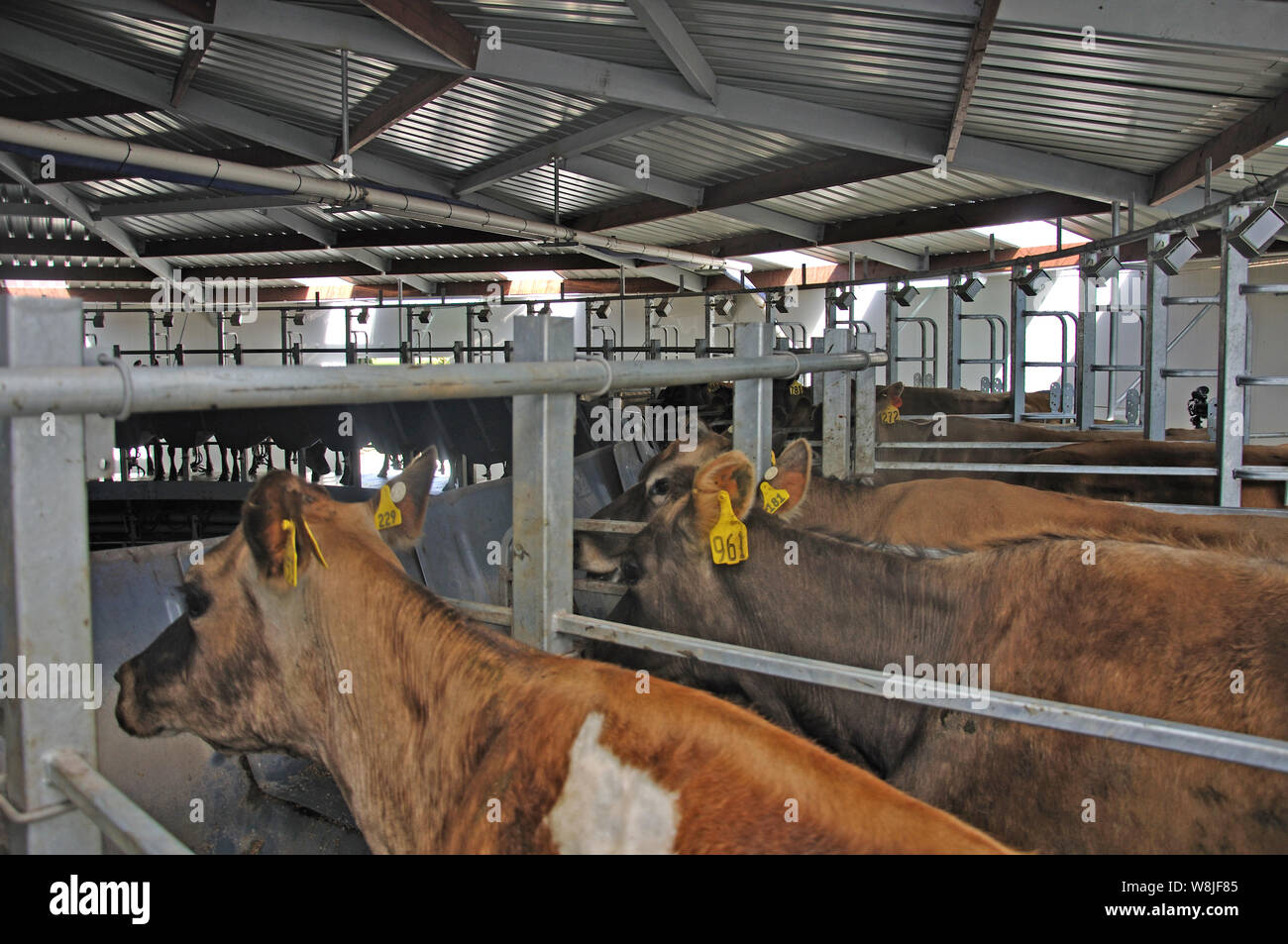 Vaches de Jersey dans la salle de traite rotative d'une laiterie, côte ouest, Nouvelle-Zélande Banque D'Images