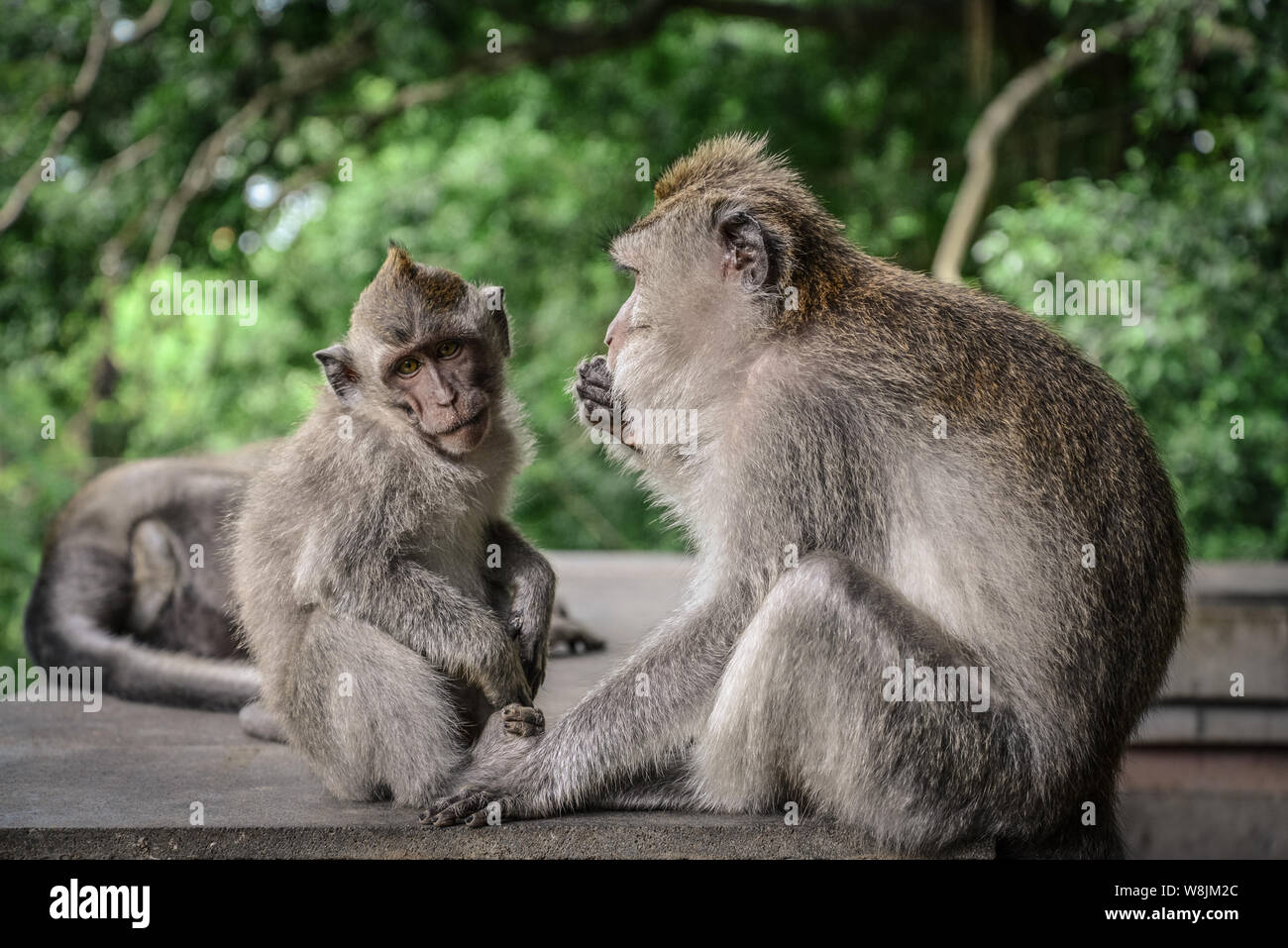 La mère et le bébé singe à longue queue balinais du Monkey Temple, Ubud Banque D'Images