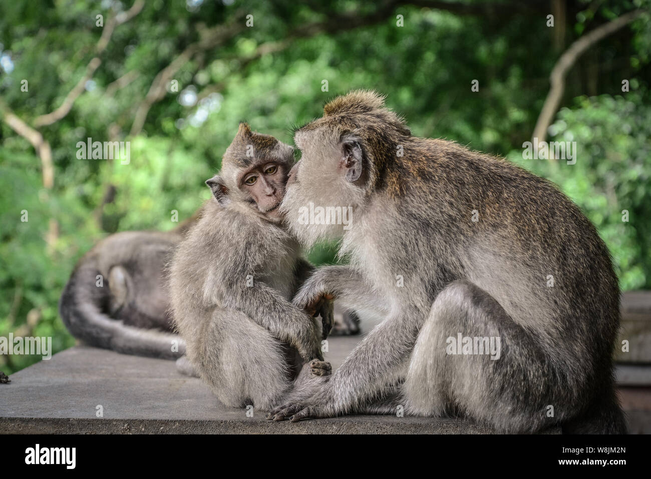 La mère et le bébé singe à longue queue balinais du Monkey Temple, Ubud Banque D'Images