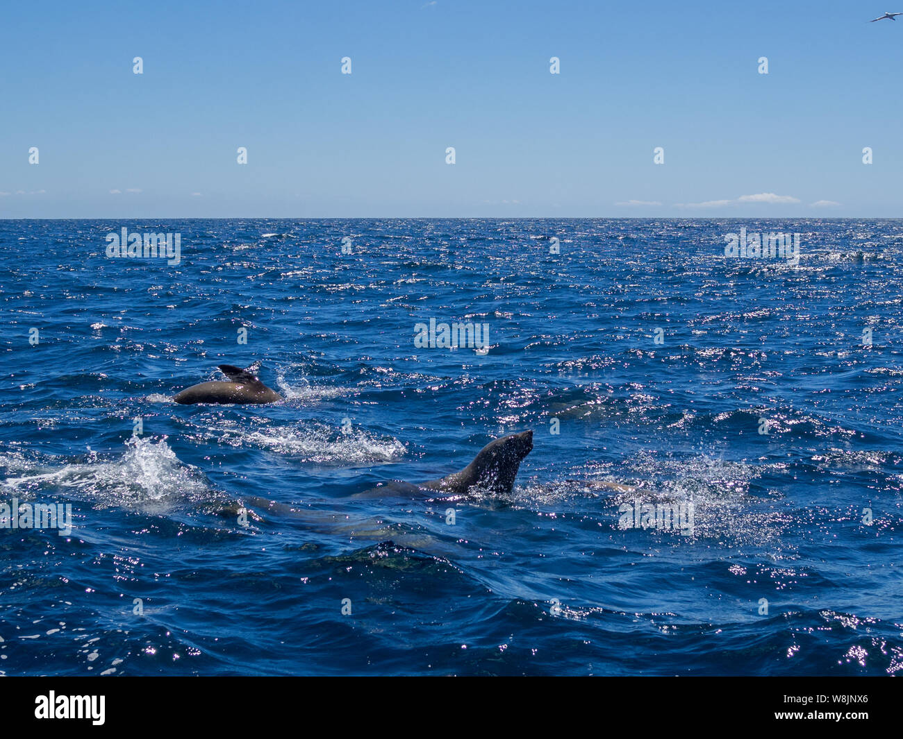 L'alimentation des phoques et à jouer dans les eaux de la baie de forêt Banque D'Images