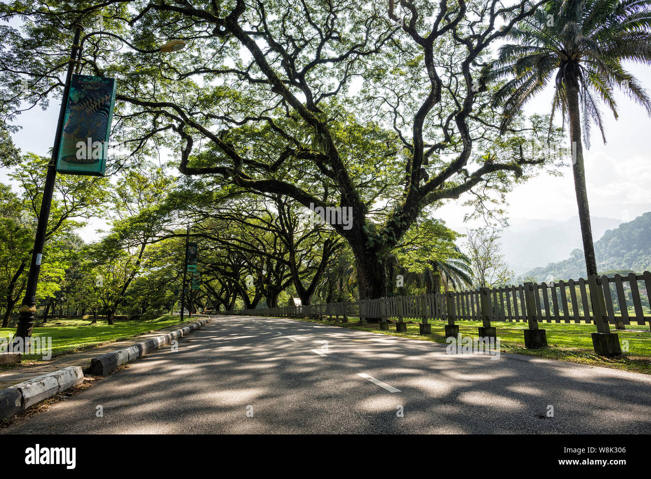 Taiping, Malaisie - 22 Jun, 2018 : vieux bouleau, avec de longues branches le long du lac Taiping Taiping, le jardin, la Malaisie - Les Jardins du Lac Taiping également appelé Ta Banque D'Images