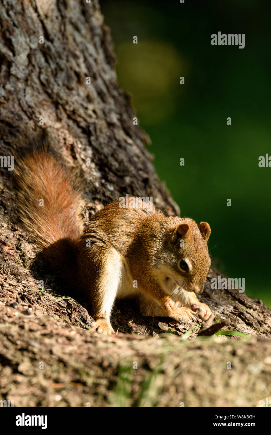 Un Écureuil roux Tamiasciurus hudsonicus, manger des noix à la base de l'arbre Banque D'Images