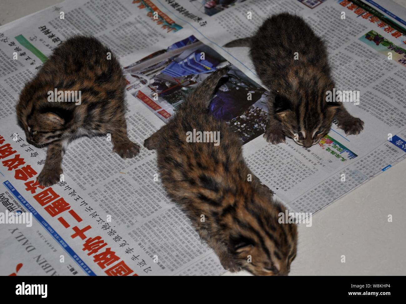 Leopard cat chatons sont reposant à un bureau forestier Laibin, ville de la Chine du Sud, région autonome Zhuang du Guangxi, 15 mars 2016. Les médias locaux a fait savoi Banque D'Images