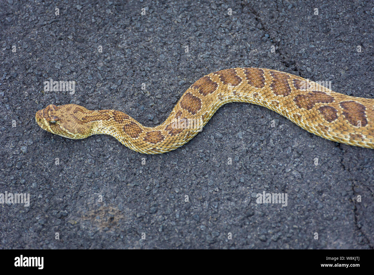 Close up of a mature crotale de l'appui sur la route d'asphalte, Castle Rock Colorado nous. Serpent était absorbant la chaleur de la route en août. Banque D'Images