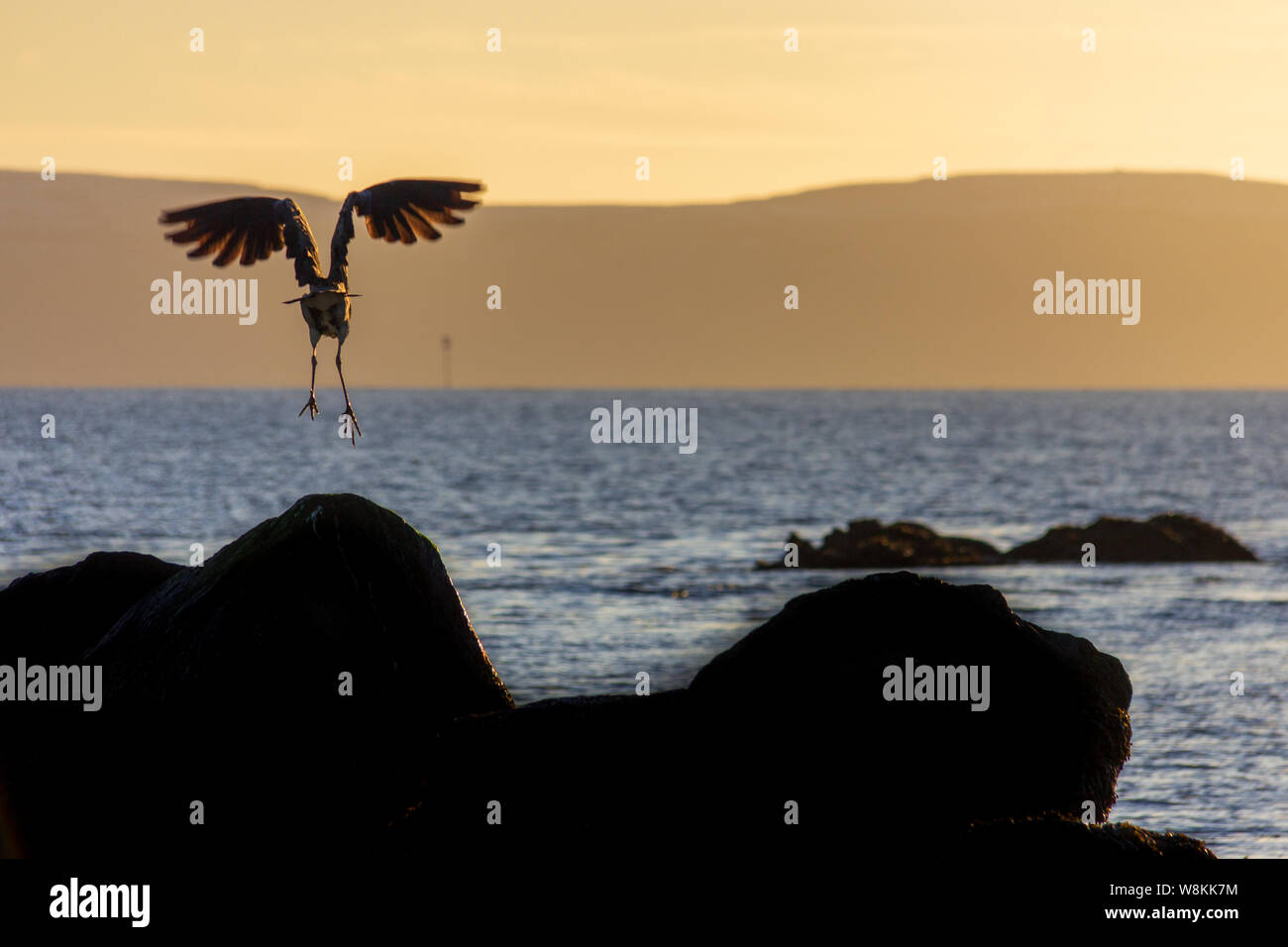 Un grand oiseau de mer à ailes étendues tente un atterrissage sur un rocher au coucher du soleil Banque D'Images