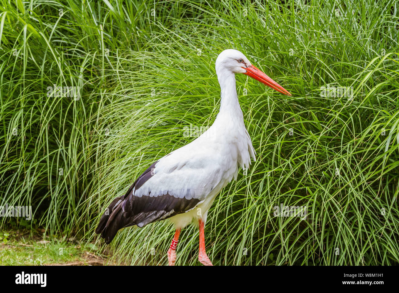 Cigogne - Ciconia (FR) / porc blanc européen (FR) Banque D'Images