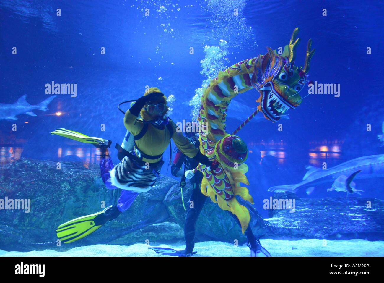 Les plongeurs chinois vêtus de combinaisons de plongée de la 'Monkey King'  et la danse du dragon dragon effectuer dans une piscine à l'aquarium de  Pékin pour célébrer le prochain Ch Photo