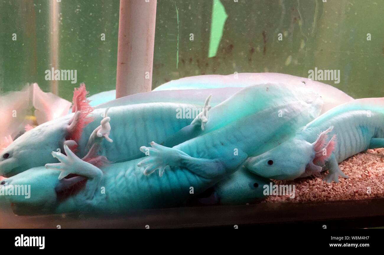 Axolotls Banque de photographies et d'images à haute résolution - Alamy