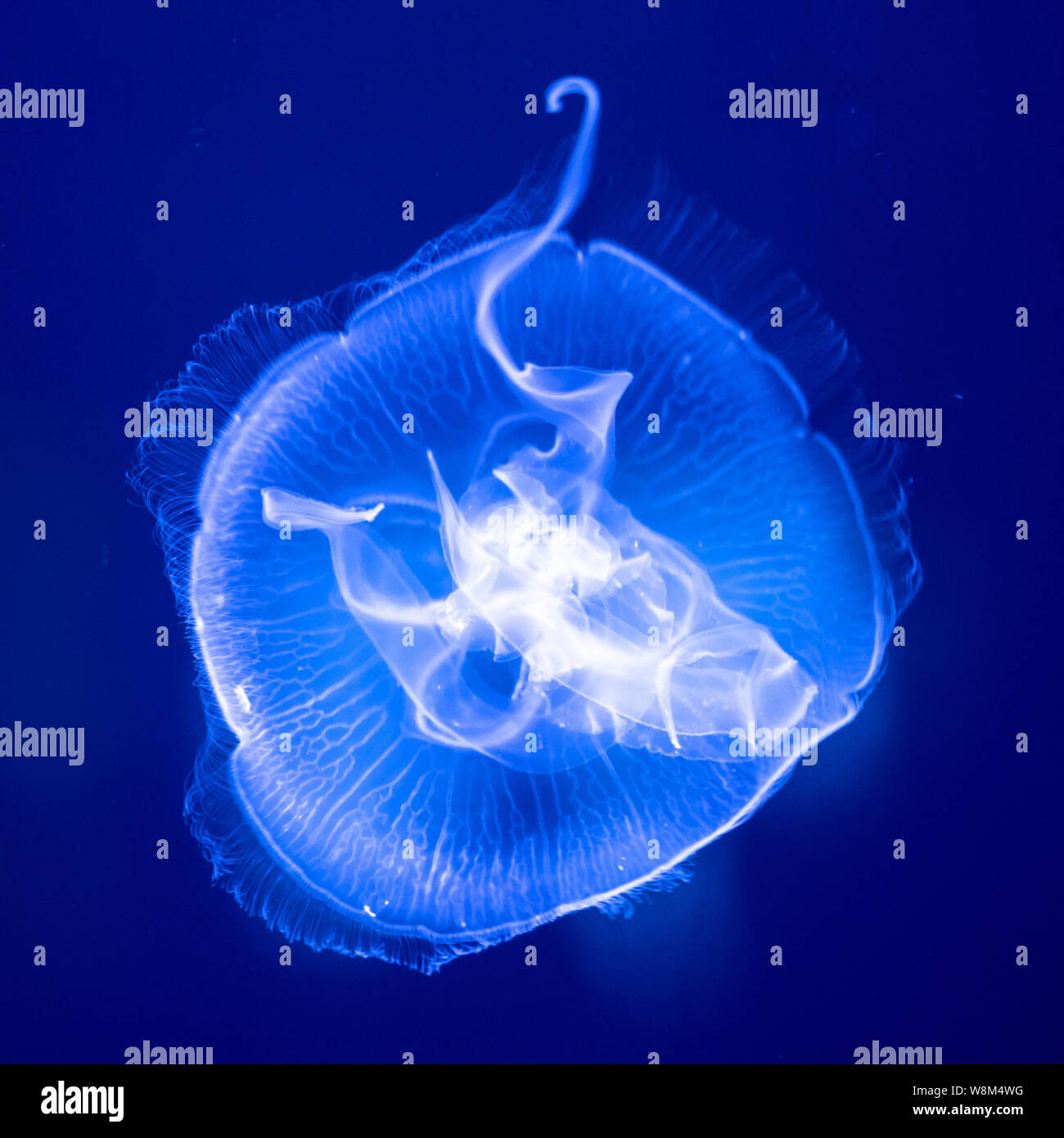 Une méduse est représenté au Shanghai Ocean Aquarium à Pudong, Shanghai, Chine, 19 janvier 2016. Banque D'Images