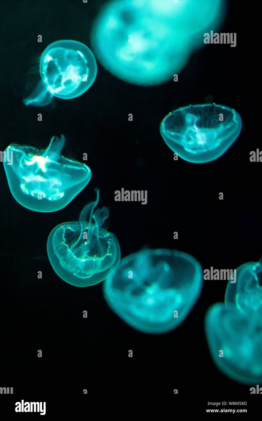 Les méduses sont illustrés au Shanghai Ocean Aquarium à Pudong, Shanghai, Chine, 19 janvier 2016. Banque D'Images