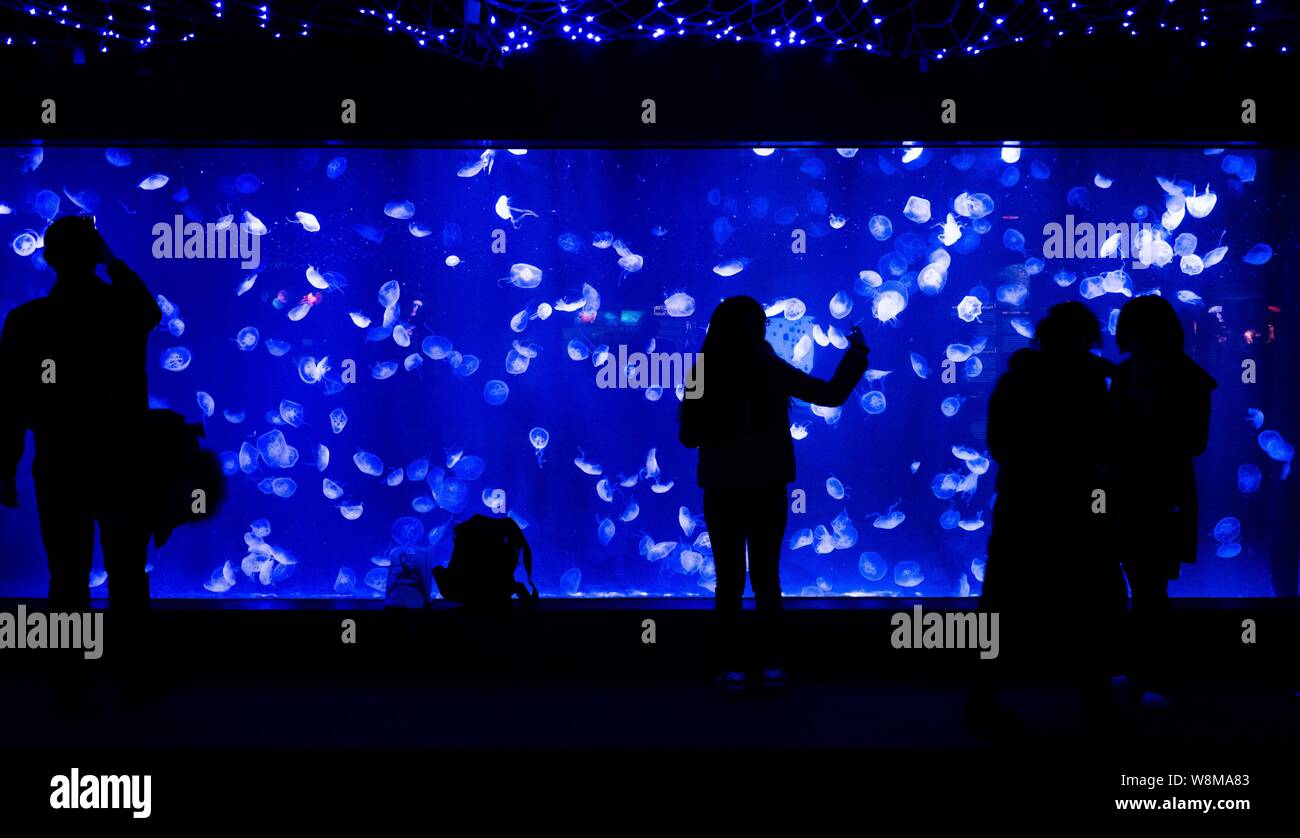 Les touristes voir les méduses à l'aquarium Ocean Shanghai à Pudong, Shanghai, Chine, 19 janvier 2016. Banque D'Images