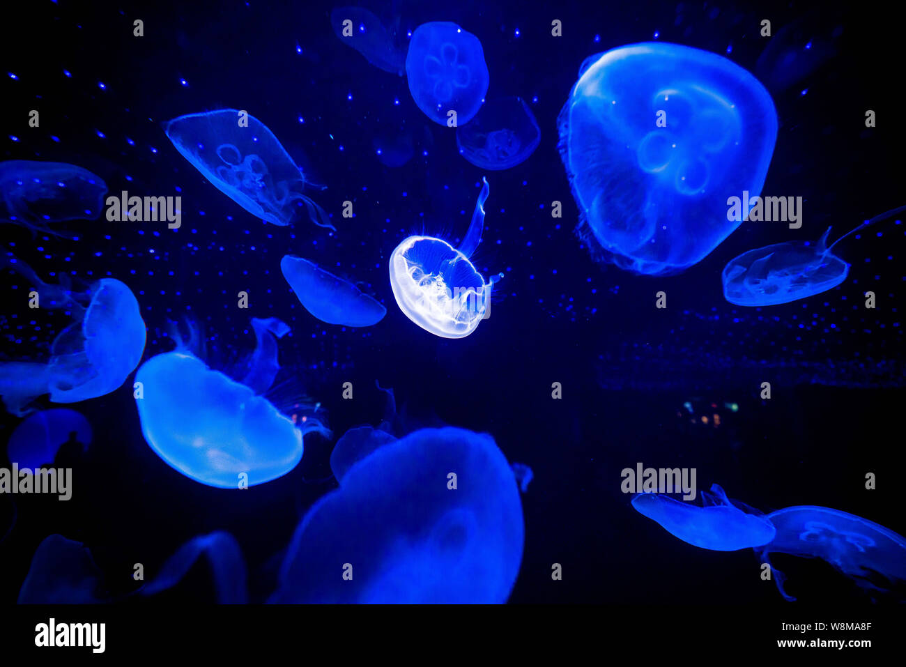 Les méduses sont illustrés au Shanghai Ocean Aquarium à Pudong, Shanghai, Chine, 19 janvier 2016. Banque D'Images