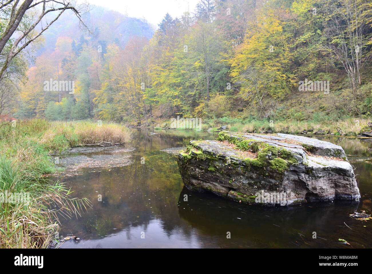 Kamp river, l'un des derniers grands à écoulement libre les écosystèmes aquatiques de l'Autriche, au milieu des richesses naturelles de primeval-comme forêt en automne. Banque D'Images