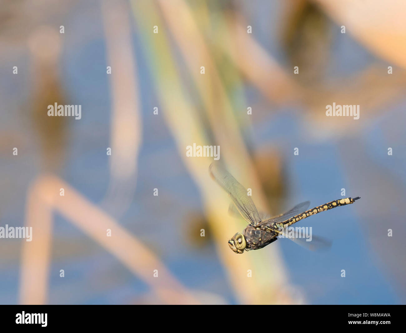 Emerald Dragonfly (Hemicordulia tau tau) Banque D'Images