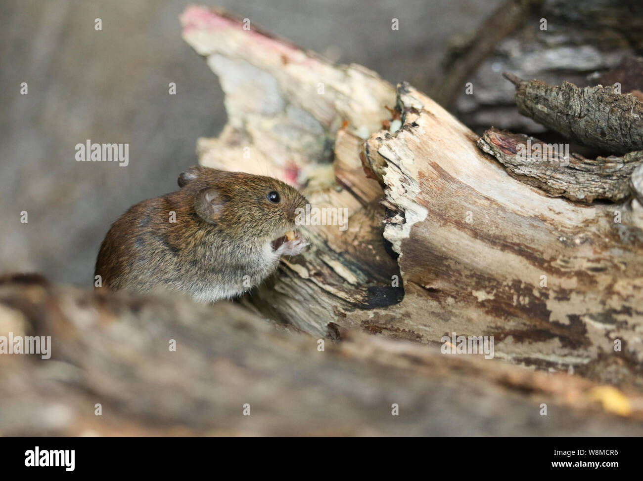 Un mignon petit Campagnol roussâtre sauvages, Myodes glareolus manger une noix assis sur un journal dans un bois au Royaume-Uni. Banque D'Images