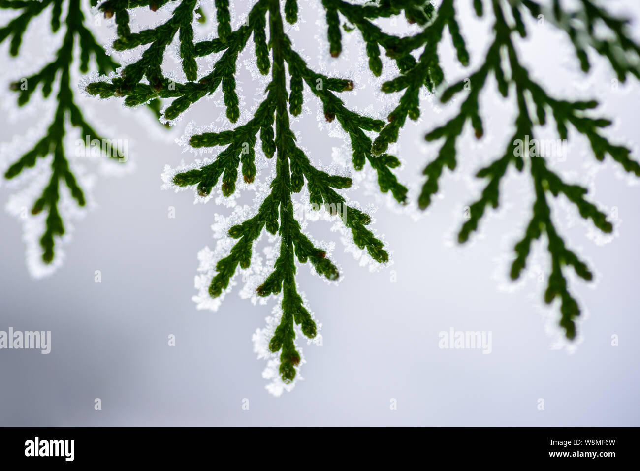 Belle macro hiver - gel doux couvrant les plantes vertes et jaunes - incroyable image saisonnière avec l'impression de neige et festive vibe. C'est Noël ! Banque D'Images