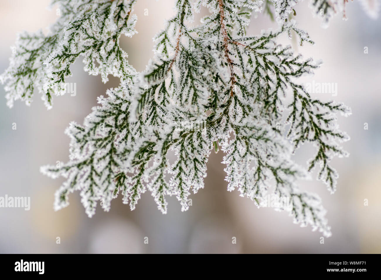 Belle macro hiver - gel doux couvrant les plantes vertes et jaunes - incroyable image saisonnière avec l'impression de neige et festive vibe. C'est Noël ! Banque D'Images