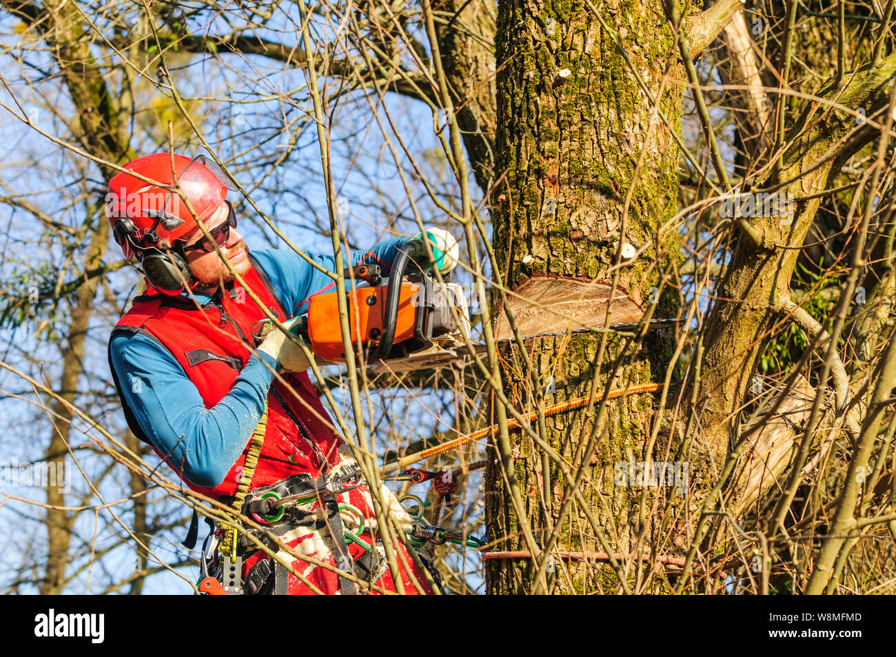 Treeworker faisant son travail ardu et exigeant Banque D'Images