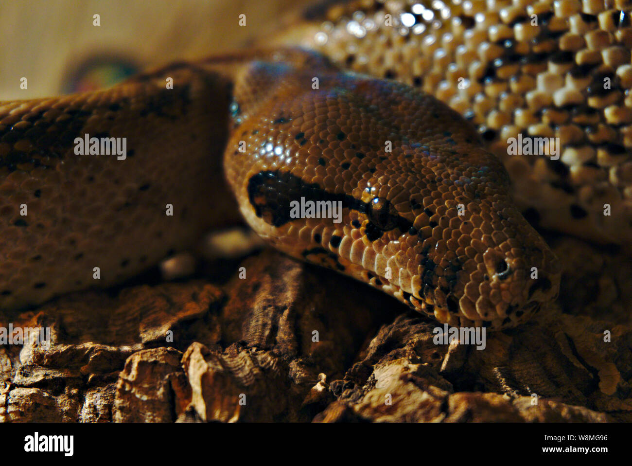 Boa constrictor Banque D'Images