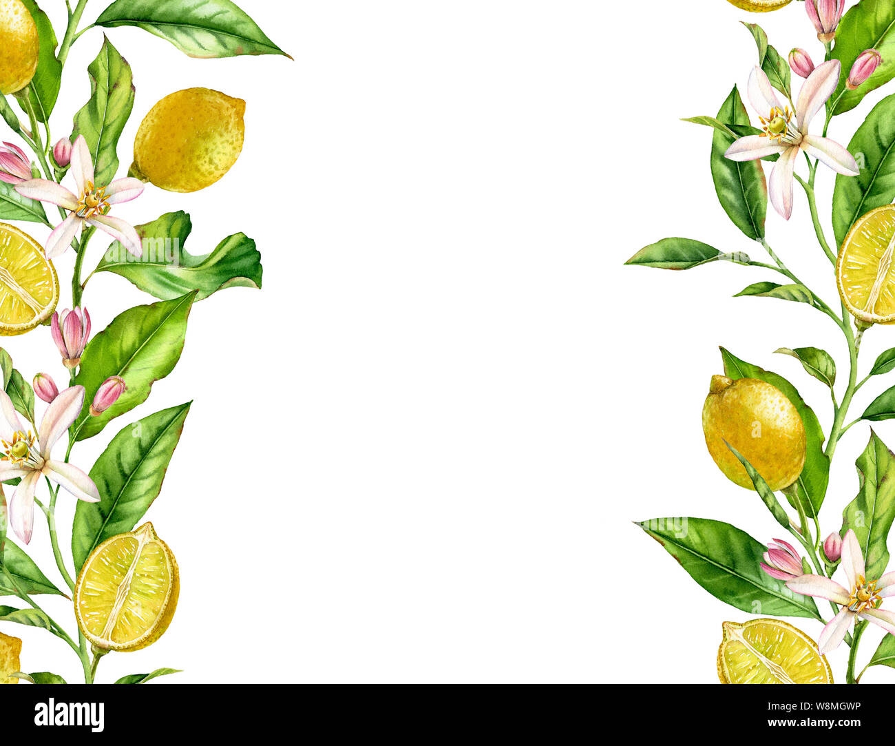 La direction générale de fruits de citron avec des fleurs Aquarelle botanique réaliste de la structure horizontale bannière : les feuilles des arbres d'agrumes d'art isolé sur blanc frais à la main Banque D'Images