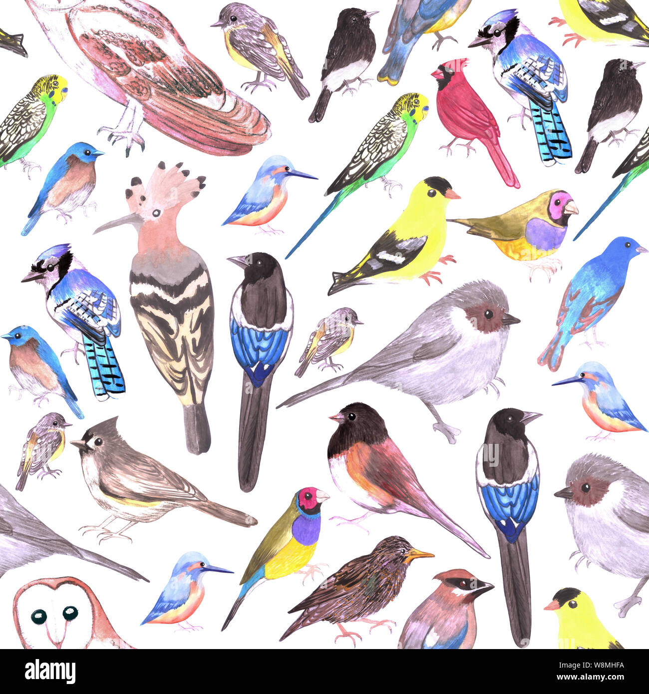 Oiseaux d'Amérique- animaux domestiques et oiseaux sauvages seamless background Banque D'Images