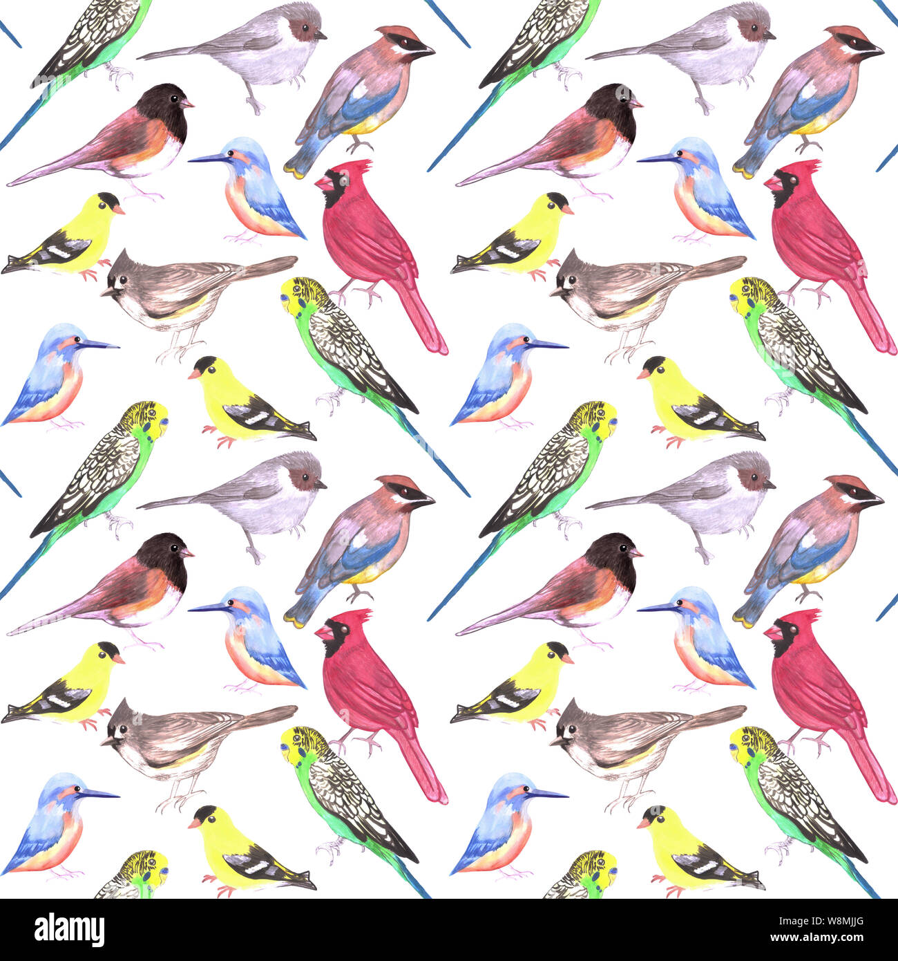 Divers oiseaux contexte aquarelle transparente- budgie cardinal chardonneret mésange kingfisher jaseur juncos on white Banque D'Images