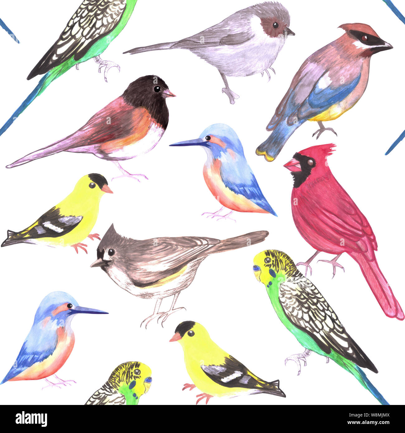 Divers oiseaux contexte aquarelle transparente- budgie cardinal chardonneret mésange kingfisher jaseur juncos Banque D'Images