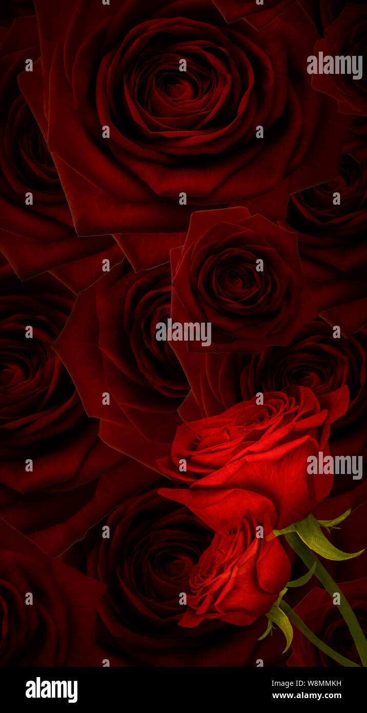 Montage photo haute résolution de couleur individuellement évalué et roses, aux roses en arrière-plan Banque D'Images