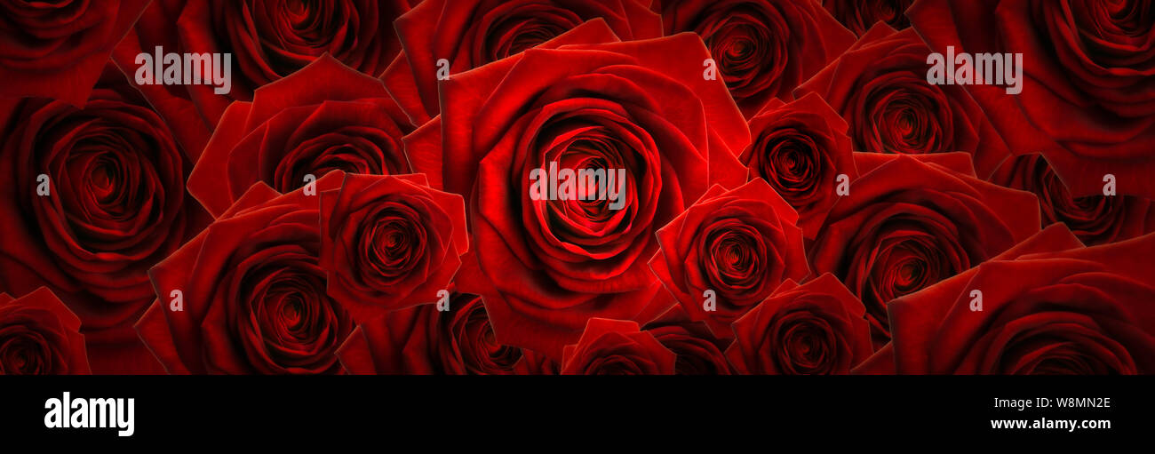 Floral haute résolution montage photographique panoramique de roses rouges. Chaque image a été classé, couleur individuellement et peut être utilisé comme un high res fi Banque D'Images
