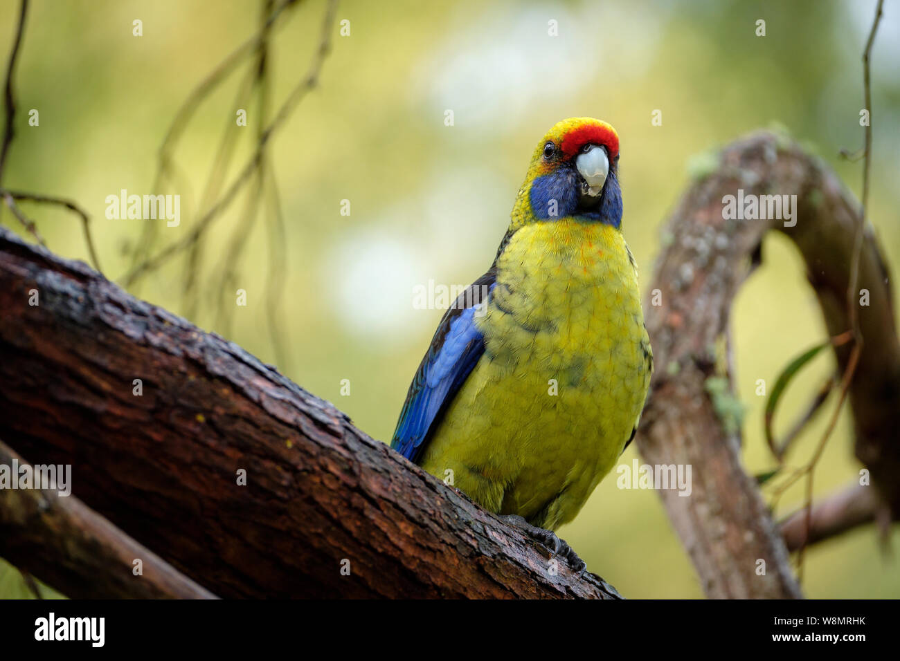 Rosella Platycercus caledonicus vert assis sur une branche, Tasmanie, Australie Banque D'Images