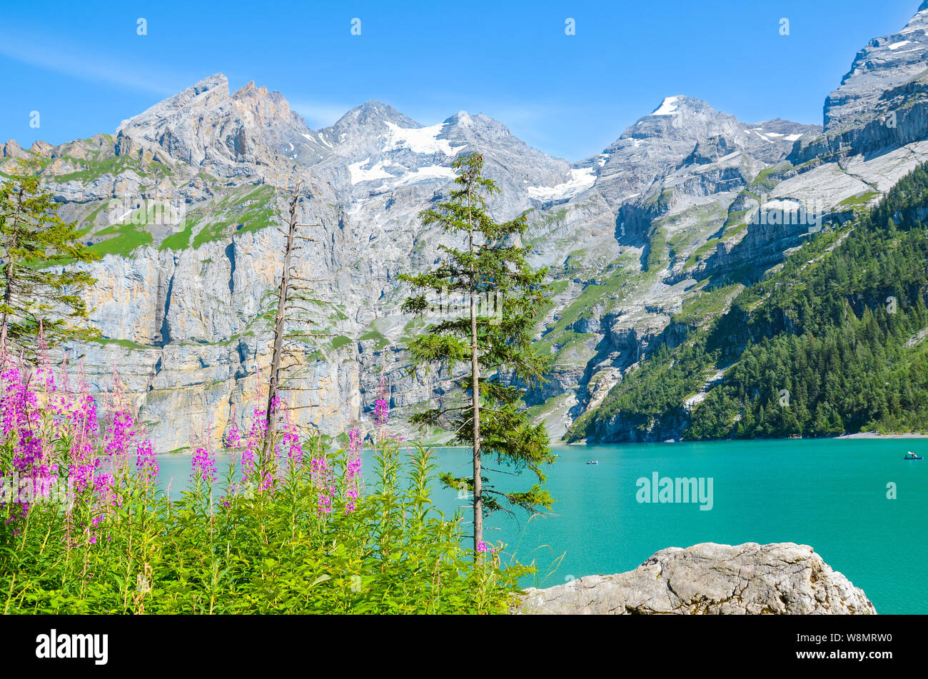 Oeschinen Lake, l'Oeschinensee en Suisse photographié sur une journée ensoleillée avec des fleurs alpines. Lac turquoise avec des montagnes rocheuses en arrière-plan. Un Banque D'Images
