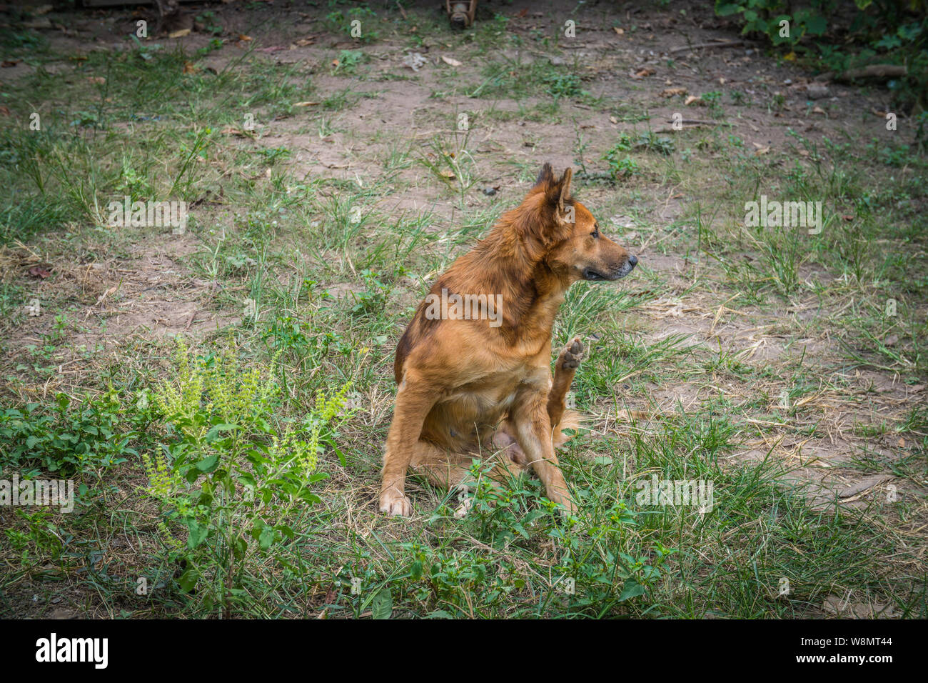 Chien Se Gratter Les Oreilles Banque De Photographies Et D Images A Haute Resolution Alamy