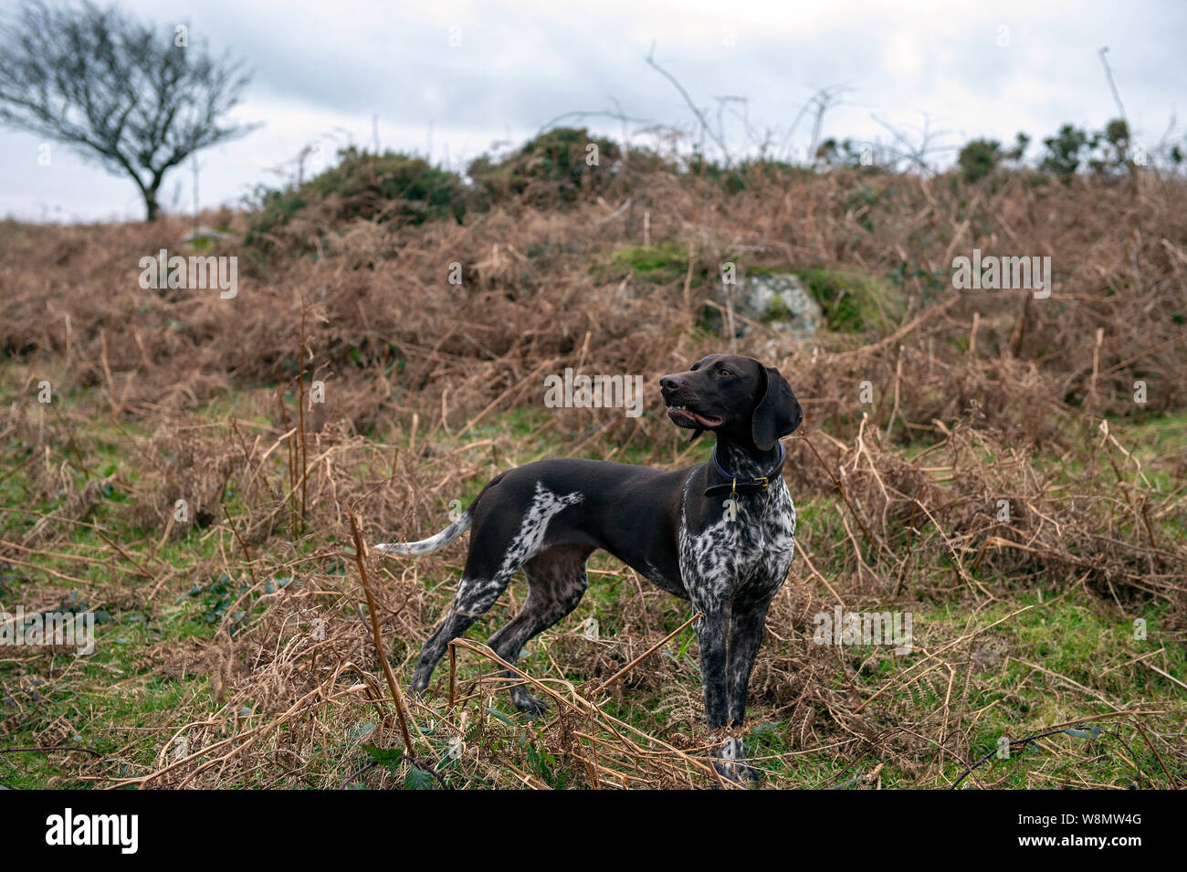 German Short-haired Pointer Banque D'Images