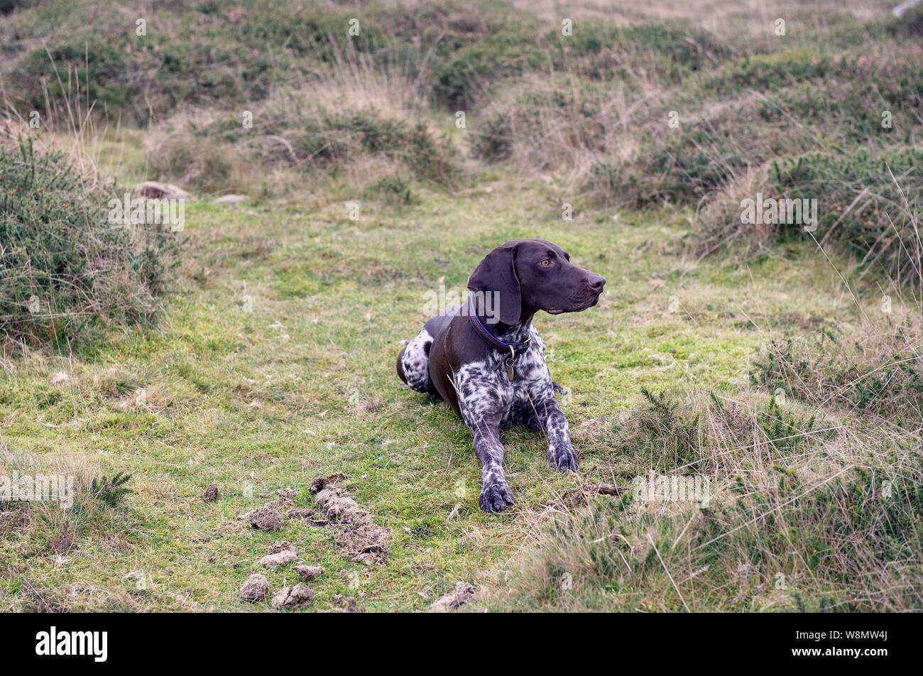 German Short-haired Pointer Banque D'Images