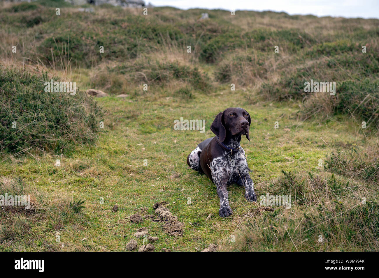 German Short-haired Pointer Banque D'Images