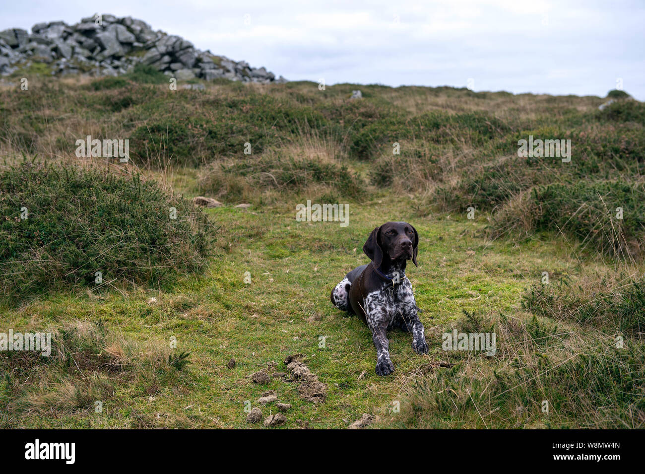 German Short-haired Pointer Banque D'Images