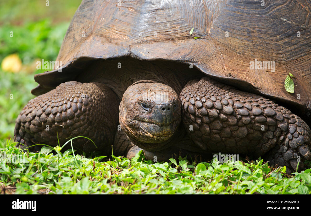 Tortue géante des îles Galapagos closeup Banque D'Images Tortue géante des îles Galapagos closeup Banque D'Images