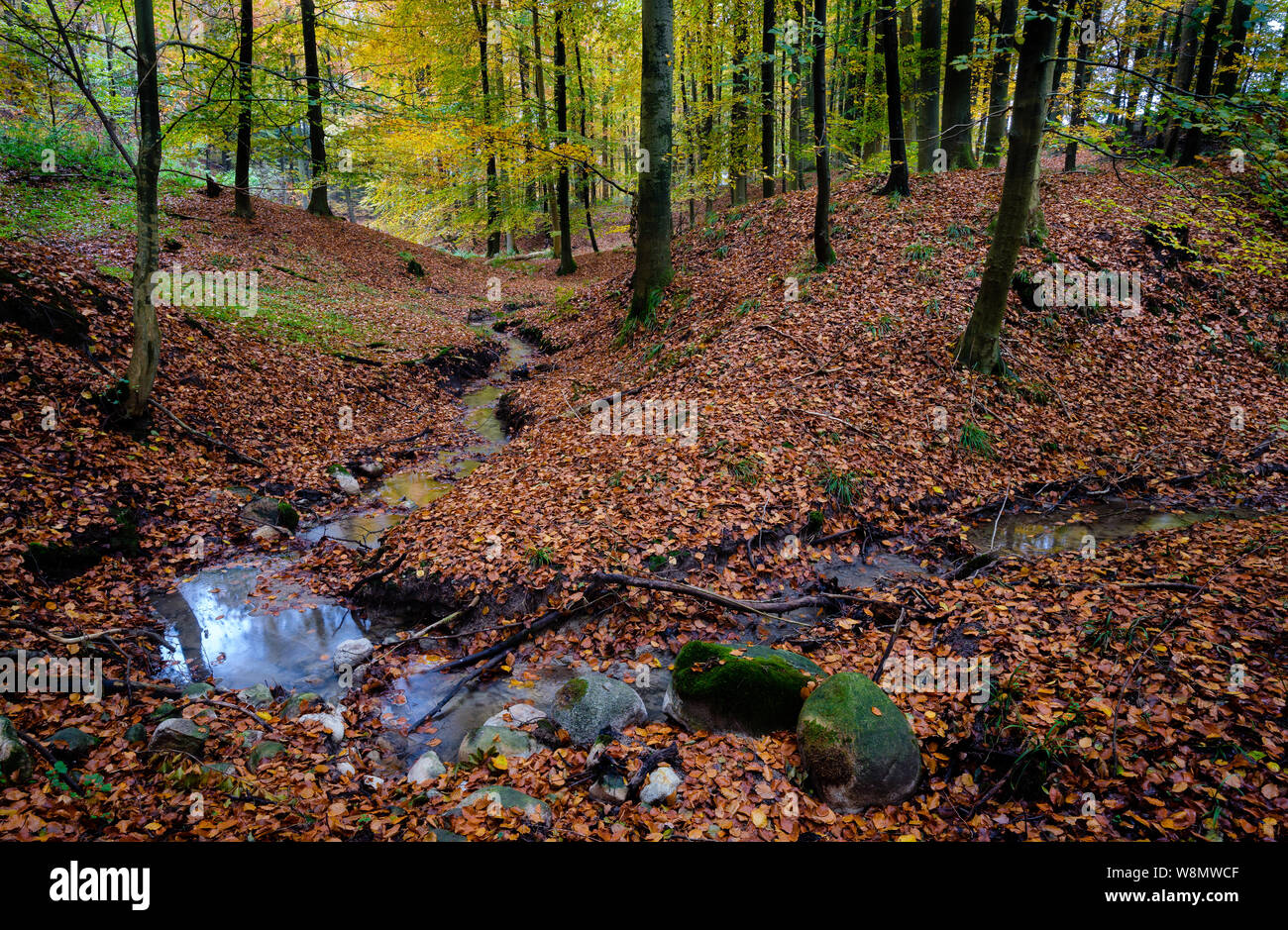 Forêt en automne les couleurs avec feuillage rouge sur le terrain et un ruisseau sinueux en premier plan, Schleswig-Holstein Banque D'Images