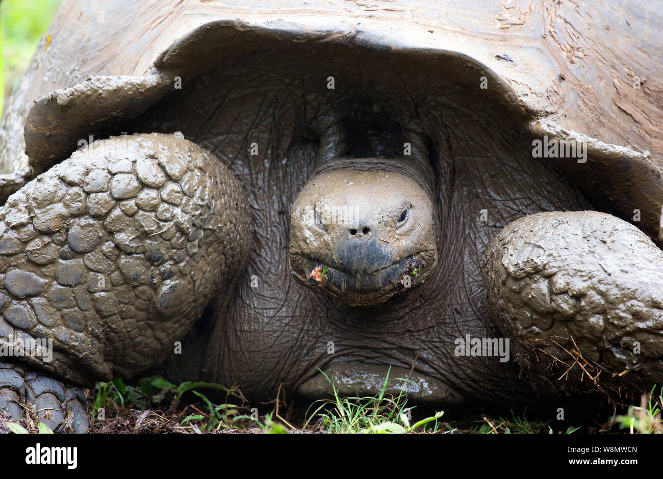 Tortue géante des îles Galapagos closeup Banque D'Images Tortue géante des îles Galapagos closeup Banque D'Images